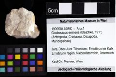 Foto (Objket + Etiketten) von Gastrosacus eminens (Blaschke, 1911) 